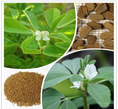 葫蘆巴提取物廠家直銷——天然香料優(yōu)選，源自中國西安斯諾特